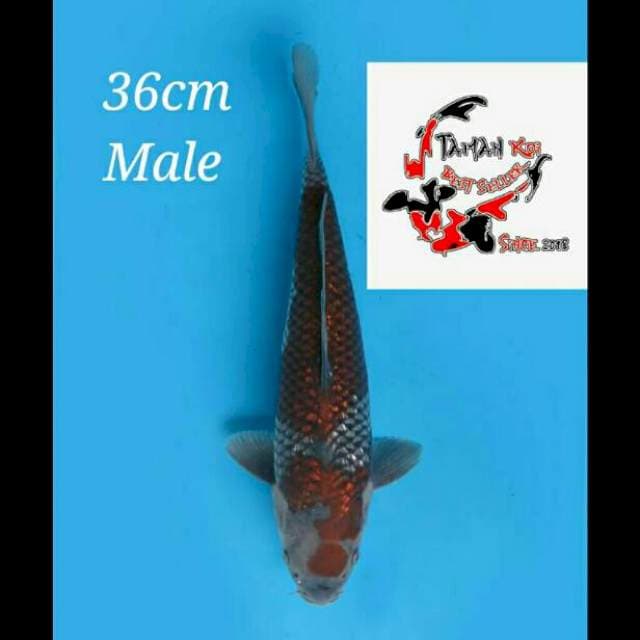 36cm Male - F1 Ochiba Full Ginrin