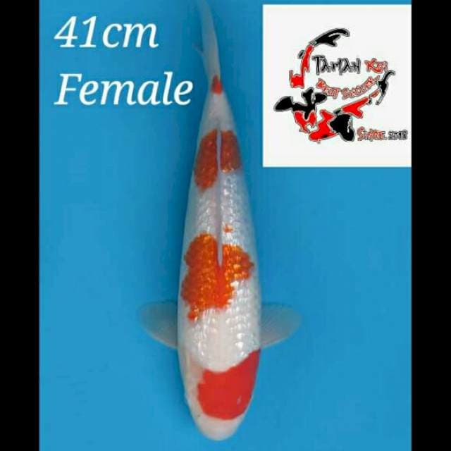 41cm Female - F1 Kohaku Full Ginrin