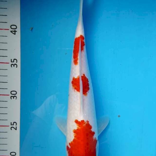 Kohaku