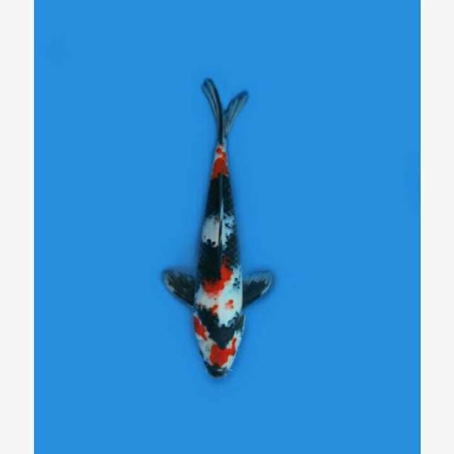 CENDRAWASIH KOI SHOP