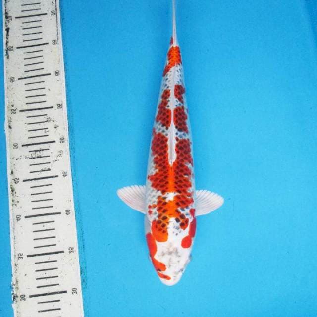 KUJAKU MALE