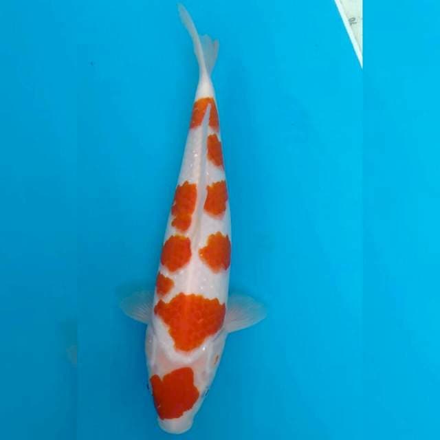 SAKURA JAPANESE KOHAKU 36CM