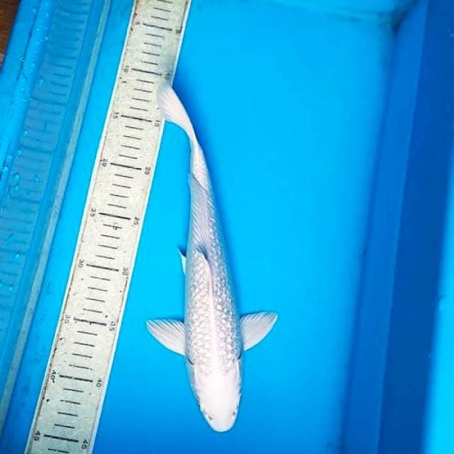 Platinum Ginrin 32cm