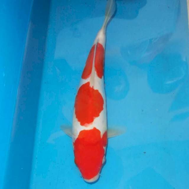 KOHAKU HQ
