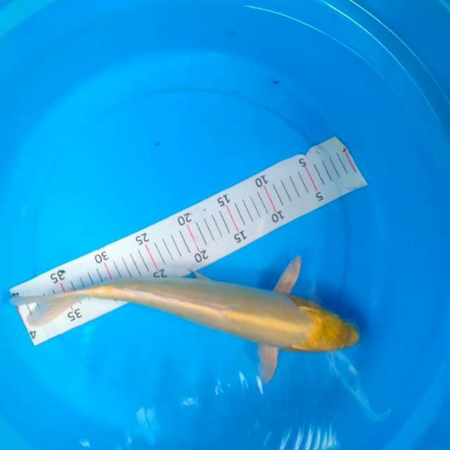 Doitshu ogon 35cm