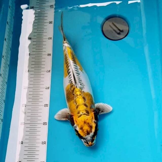Kikokuryu bagus bulky 35cm