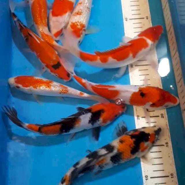 MIX KOI 20 SAMPAI 22 CM