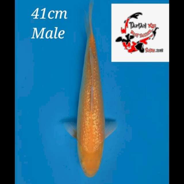 41cm Male - Karasi Full Ginrin dan jinak