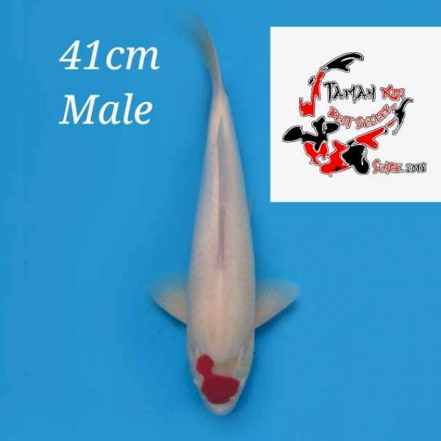 41cm Male - Tancho Kohaku Unique