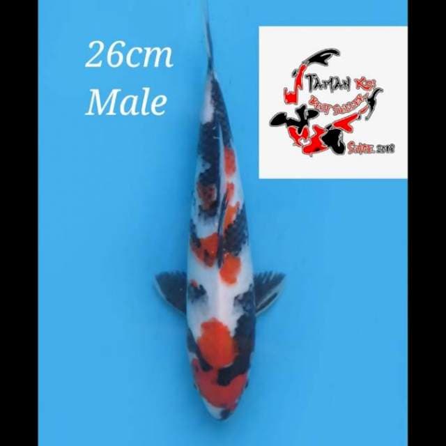 26cm Male - Kindai Showa F1