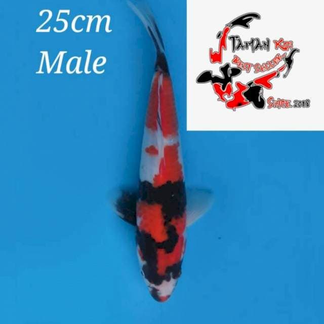 25cm Male - F1 Showa Sanshoku Hq