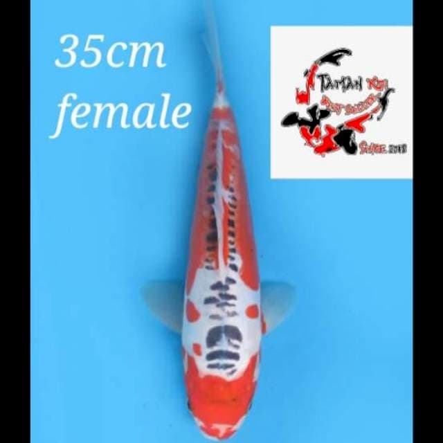 35cm Female - Hanna Shusui F1