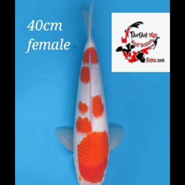 40cm Female - F1 Kohaku Original
