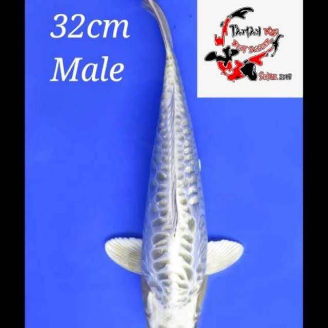 32cm Male - F1 Super Aragoke Unique
