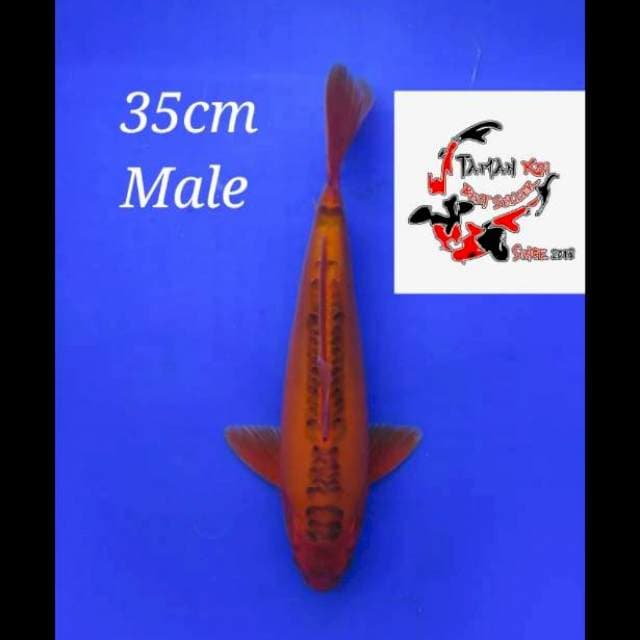 35cm Male - F1 Super Shusui Merah