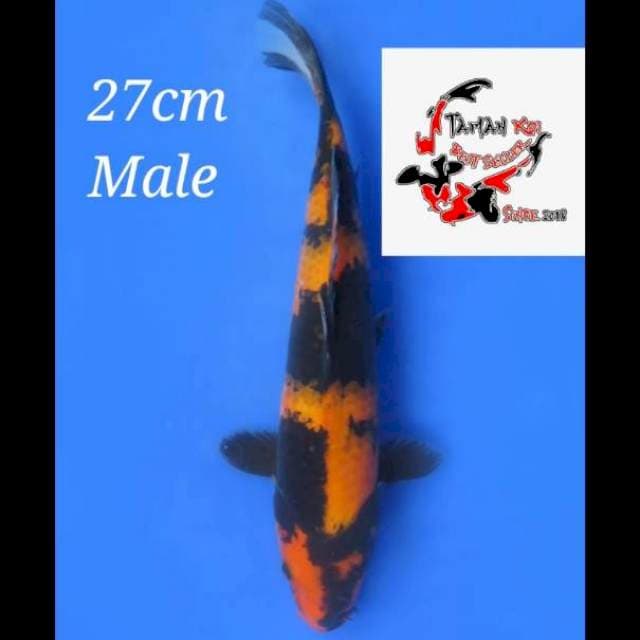 27cm Male - F1 Hi Utsuri Prospek