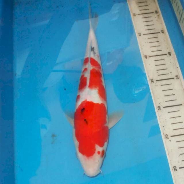 SANSHOKU RAPI