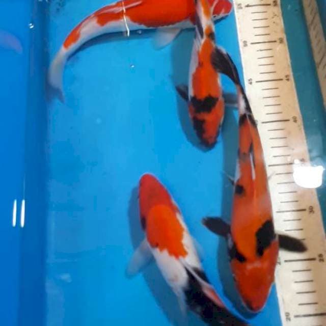 MIX KOI 23 SAMPAI 27 CM