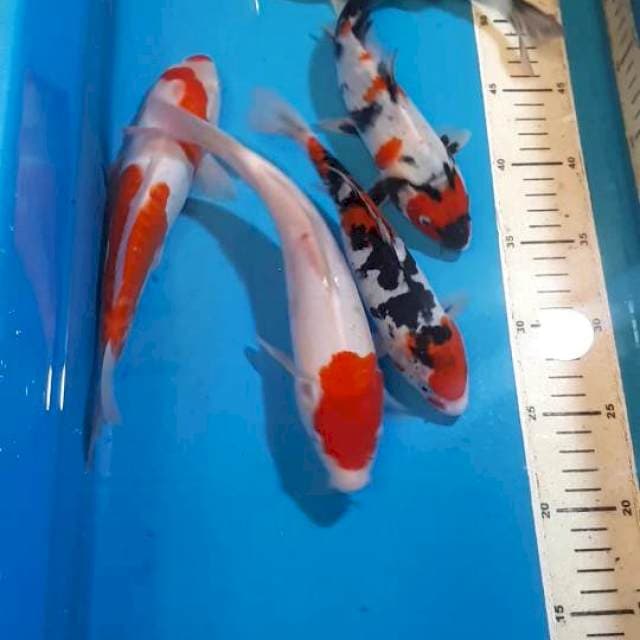 MIX KOI 20 SAMPAI 25 CM