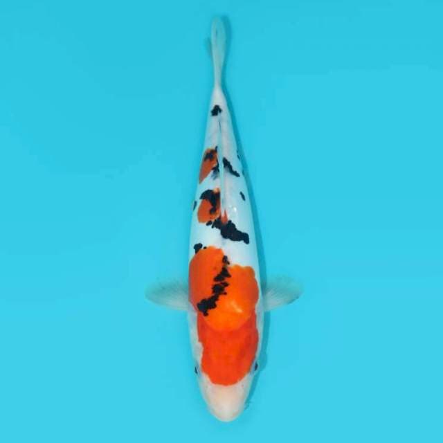 SANKE DOITSU 26 CM