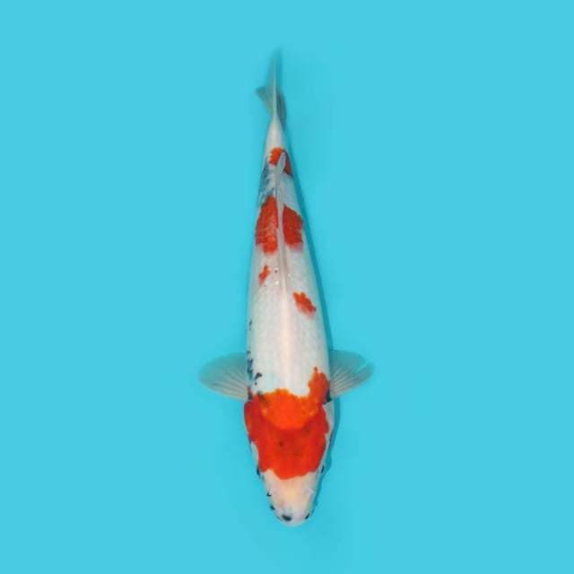 SHOWA TATEGOI 37 CM