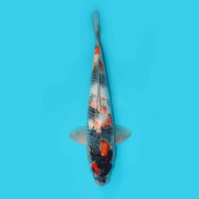 SHOWA 40 cm