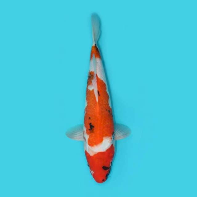 SHOWA 34 CM