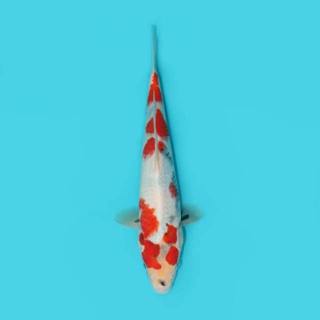 SHOWA TATEGOI 30 CM