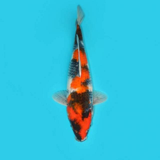 SHOWA 36 CM