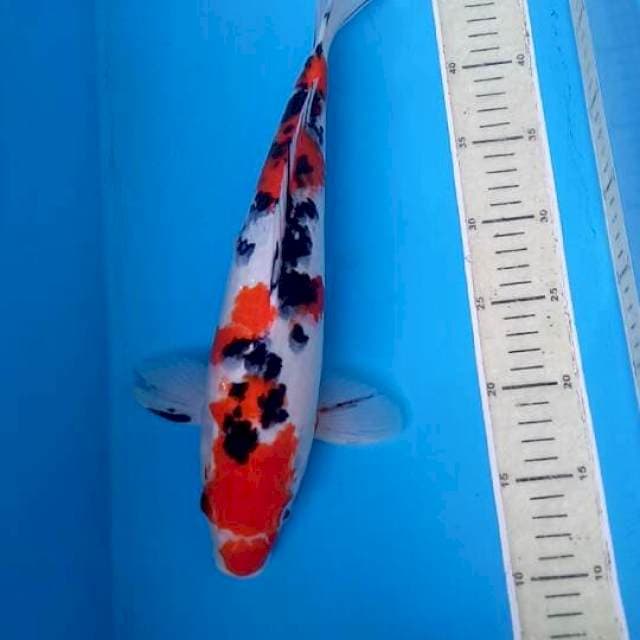 Sanke female