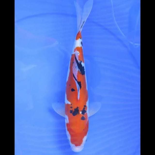 Taisho Sanke - 30cm Male