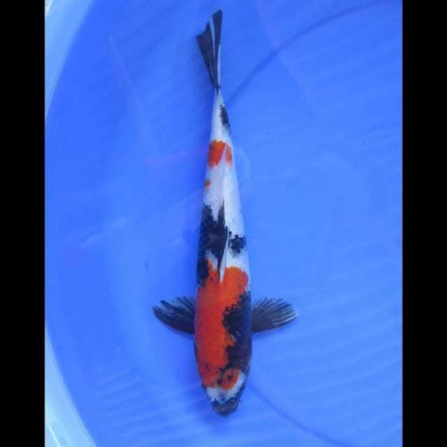 Showa Sanshoku - 34cm Male