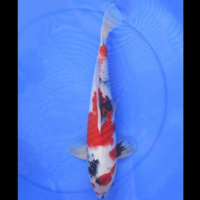Kindai Showa - 39cm Male