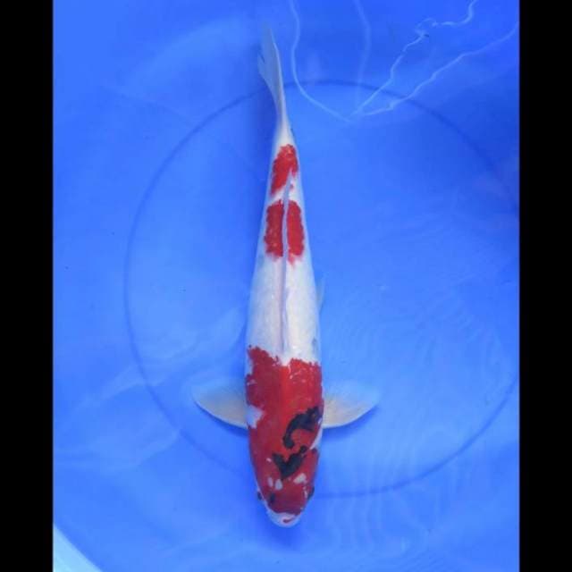 Kindai Showa - 44cm Male