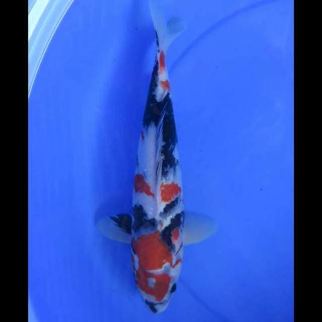 Showa Sanshoku - 34cm Female