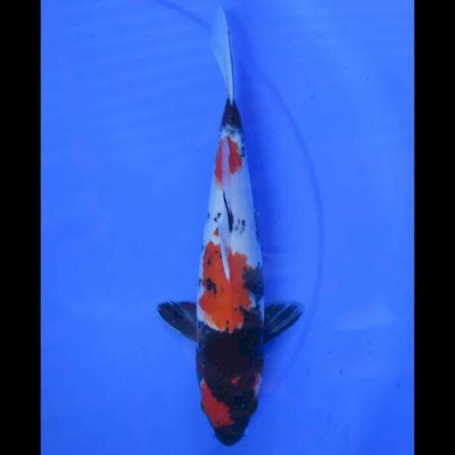 Showa Sanshoku - 32cm Male
