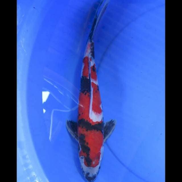 Showa Sanshoku - 40cm Male