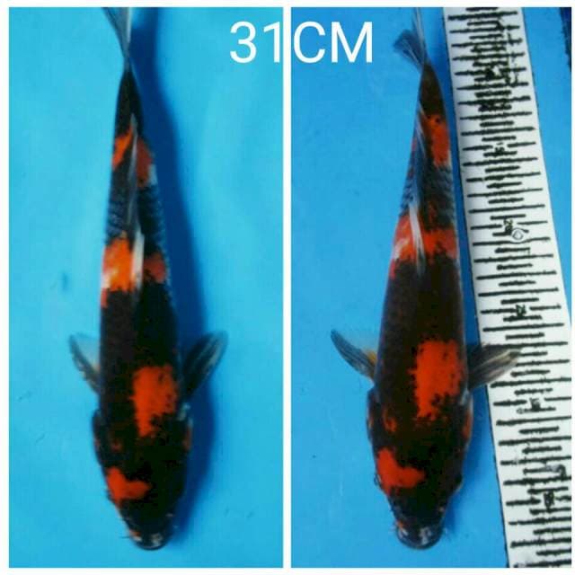 HI SHOWA 31CM