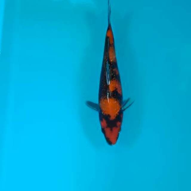 Hishowa 21 cm