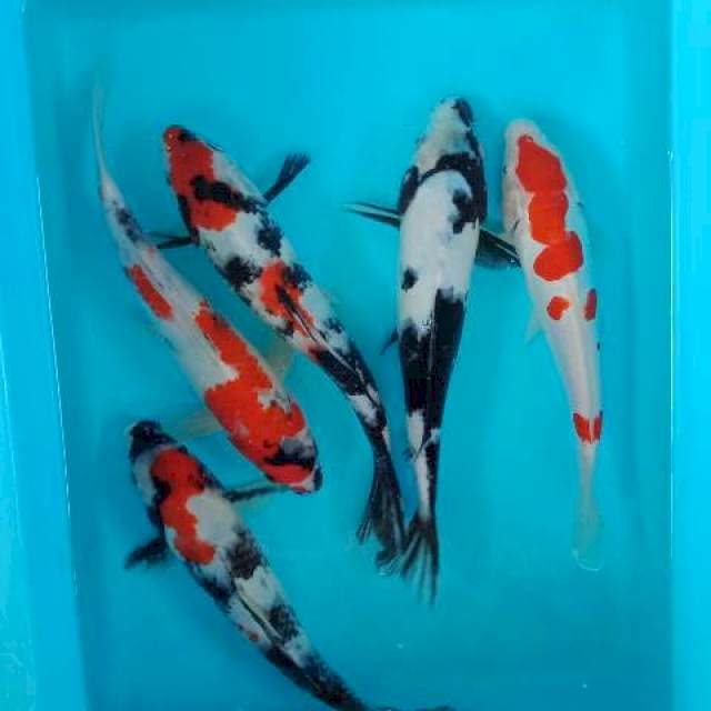 Mix koi 27 up