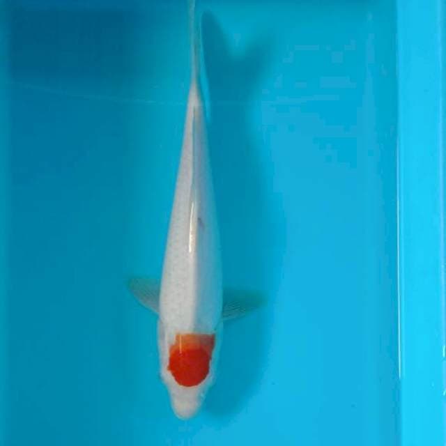 Tancho 32 cm