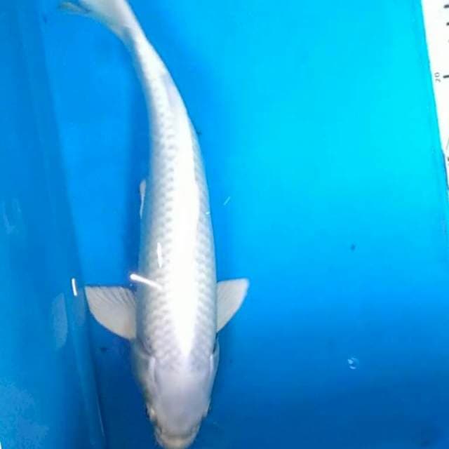 Platinum jos