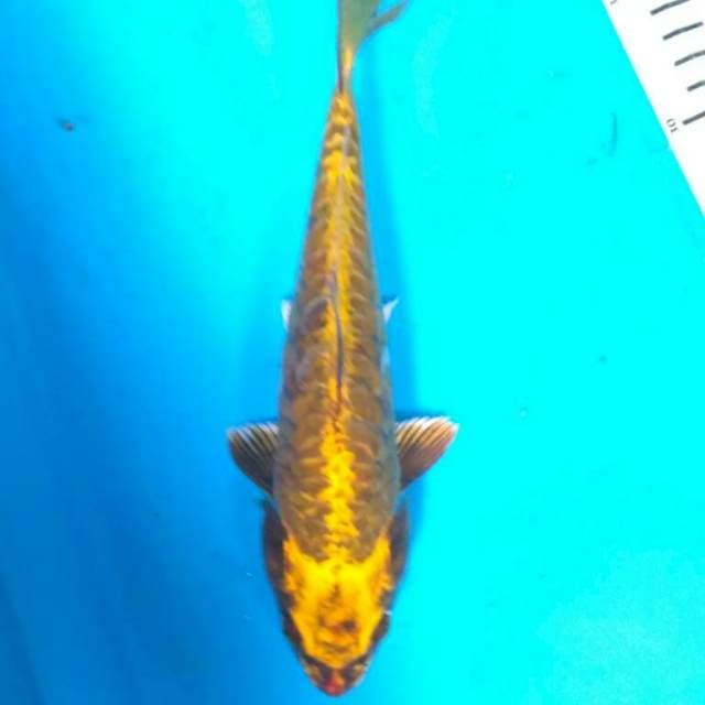 Gold mukashi