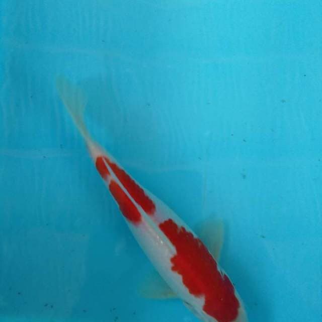 HWC (S of T)kohaku