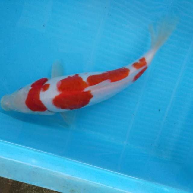 HWC (S of T)kohaku