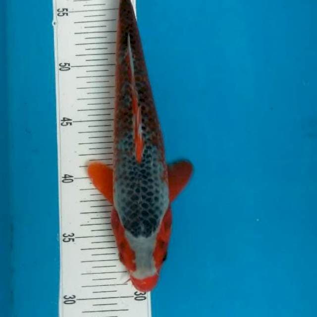Asagi jantan 30 cm