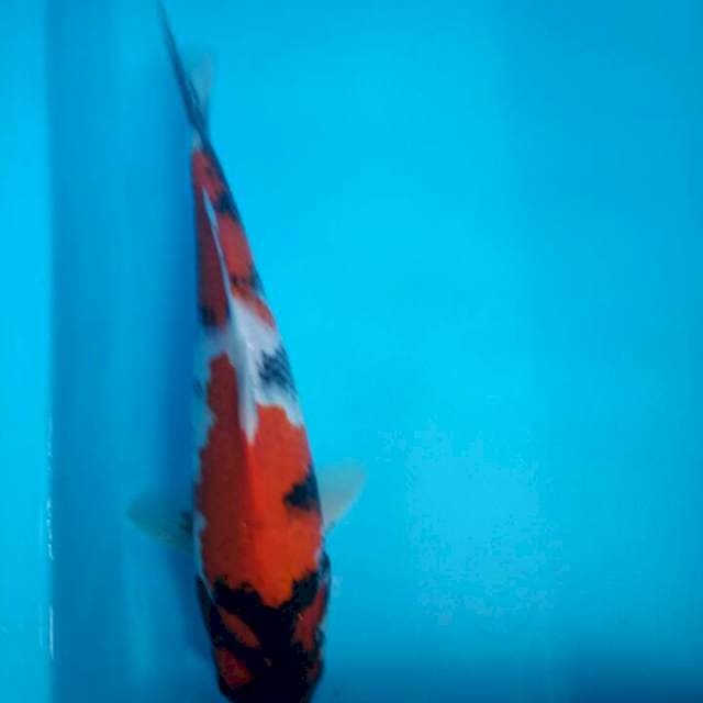 Showa 29cm