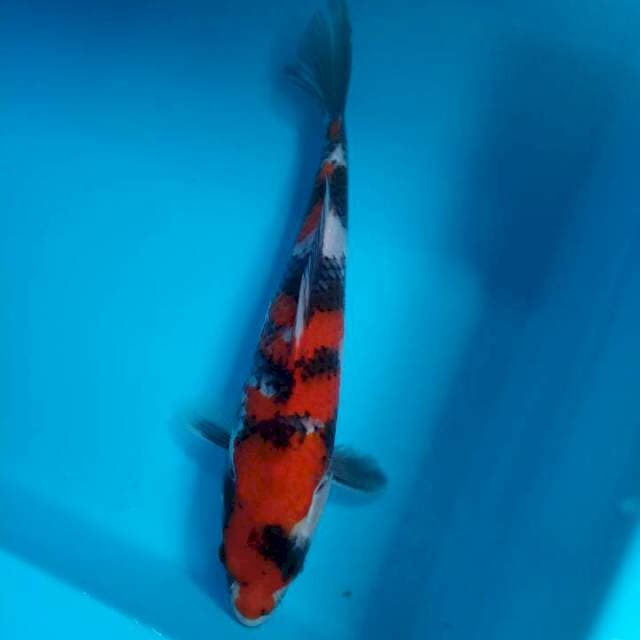 Showa 28cm
