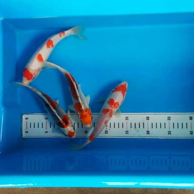 mix