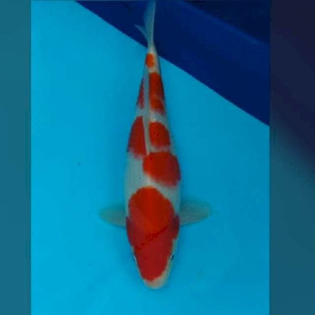 25CM - KOHAKU - M